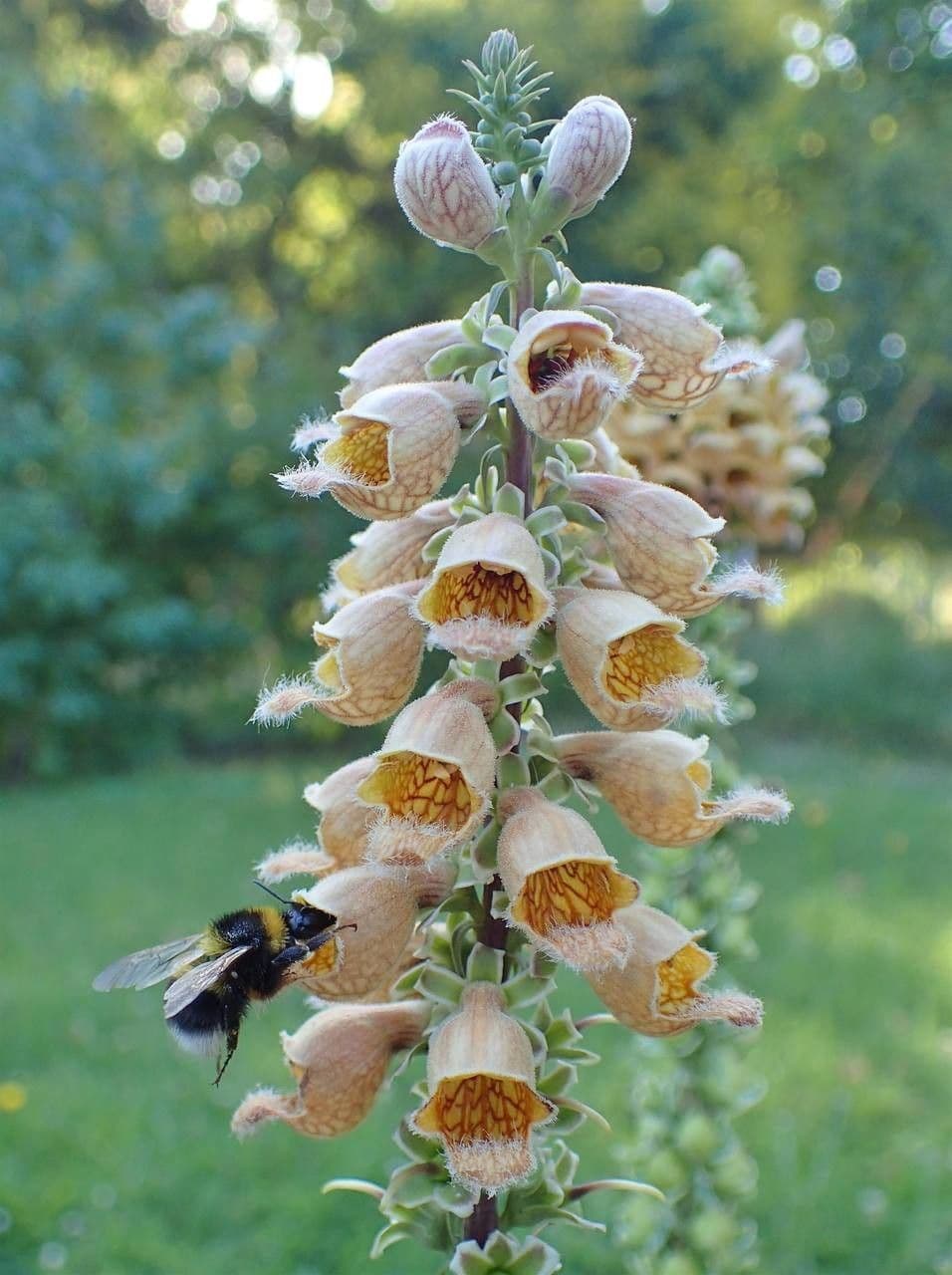 Digitale rugginosa 3
