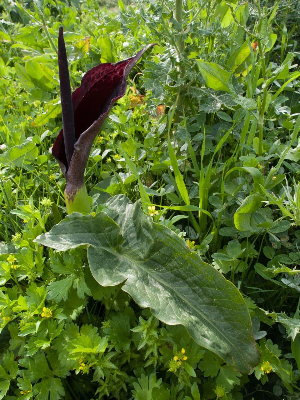 Arum 5