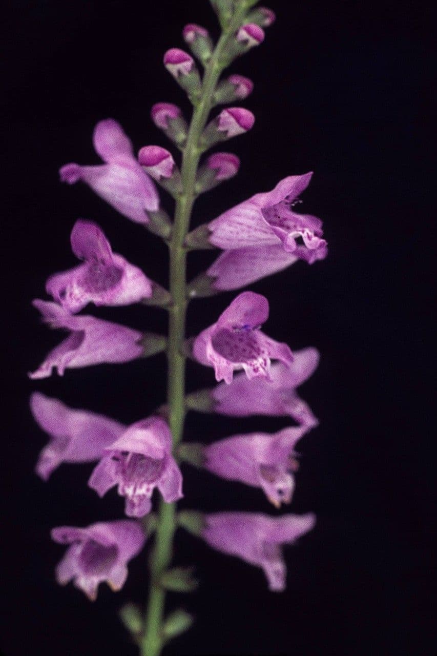 Physostegia angustifolia