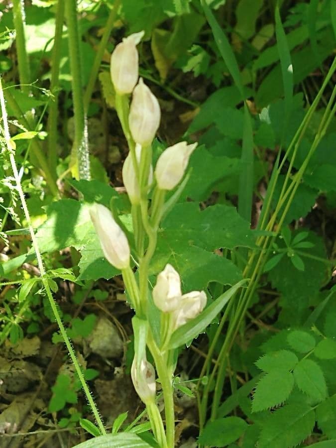 Cefalantera pallida 24