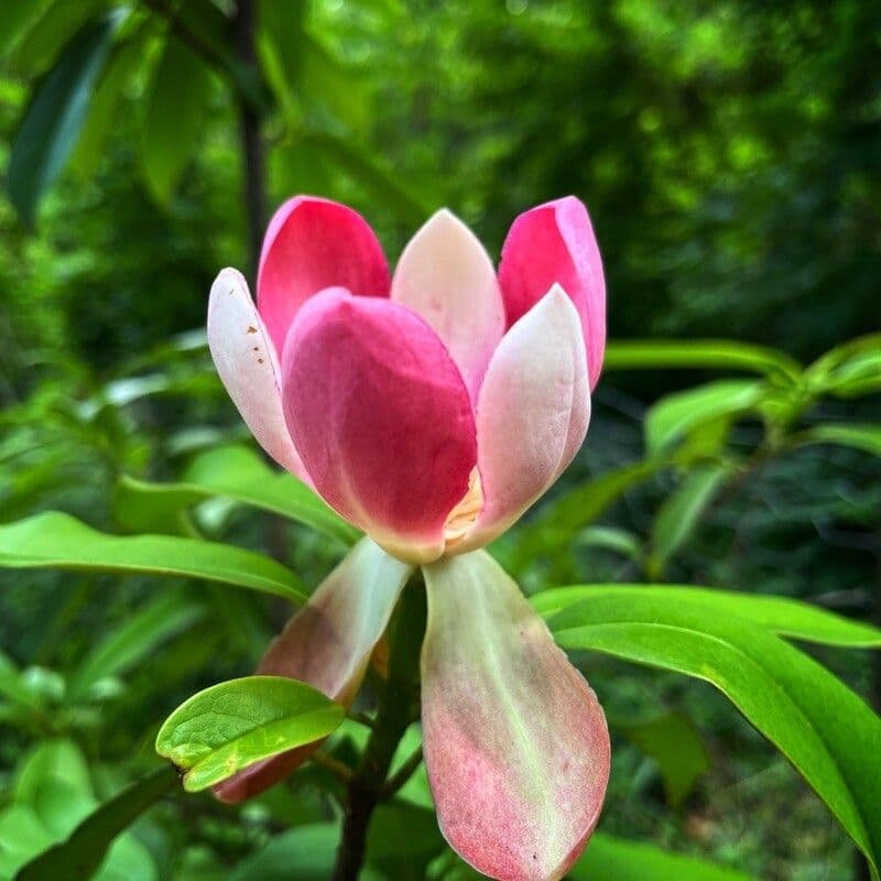 Magnolia