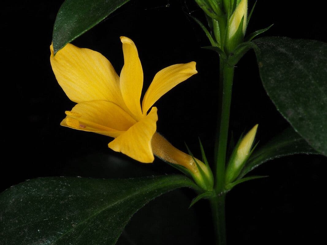 Barleria spinosa 4