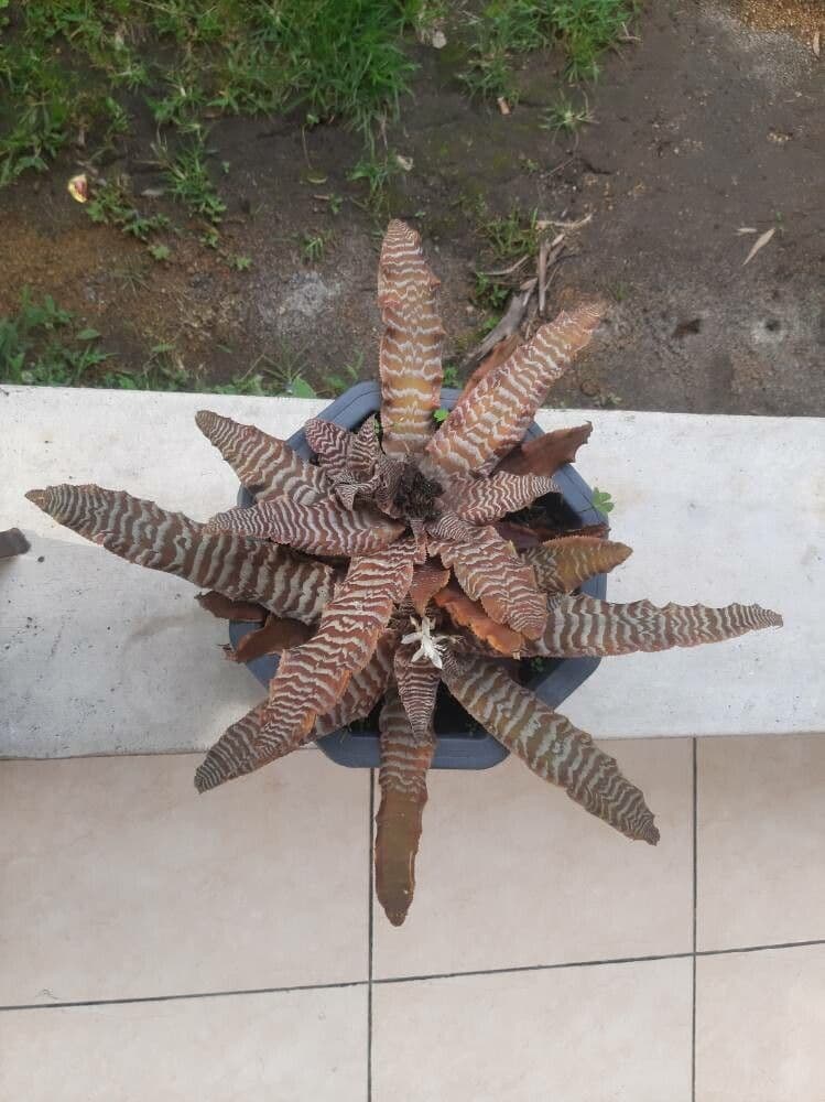 Cryptanthus 4
