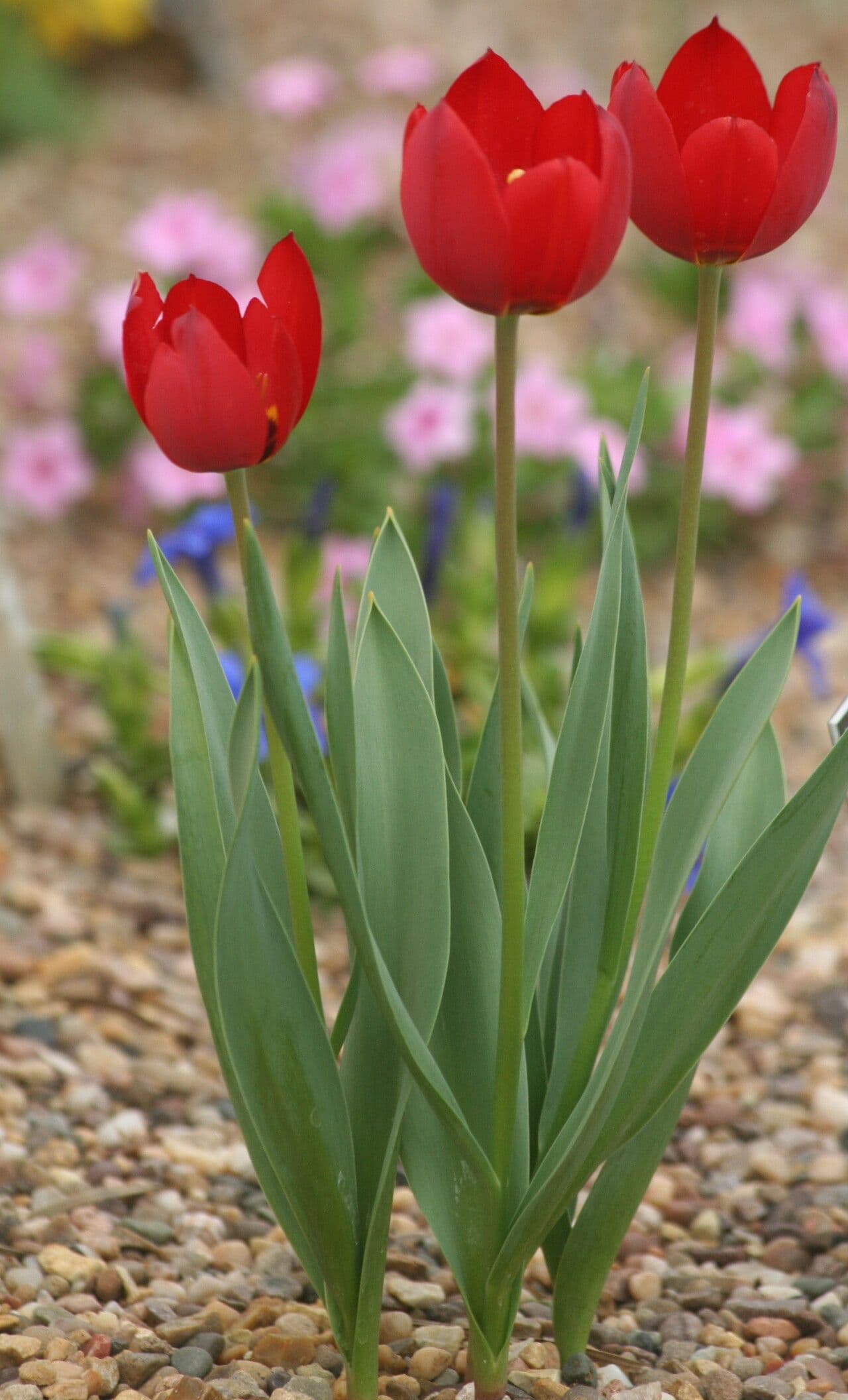 Tulipano di Julia