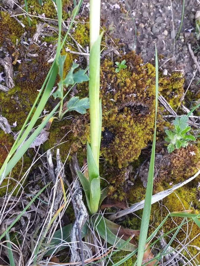 Orchide minore 25