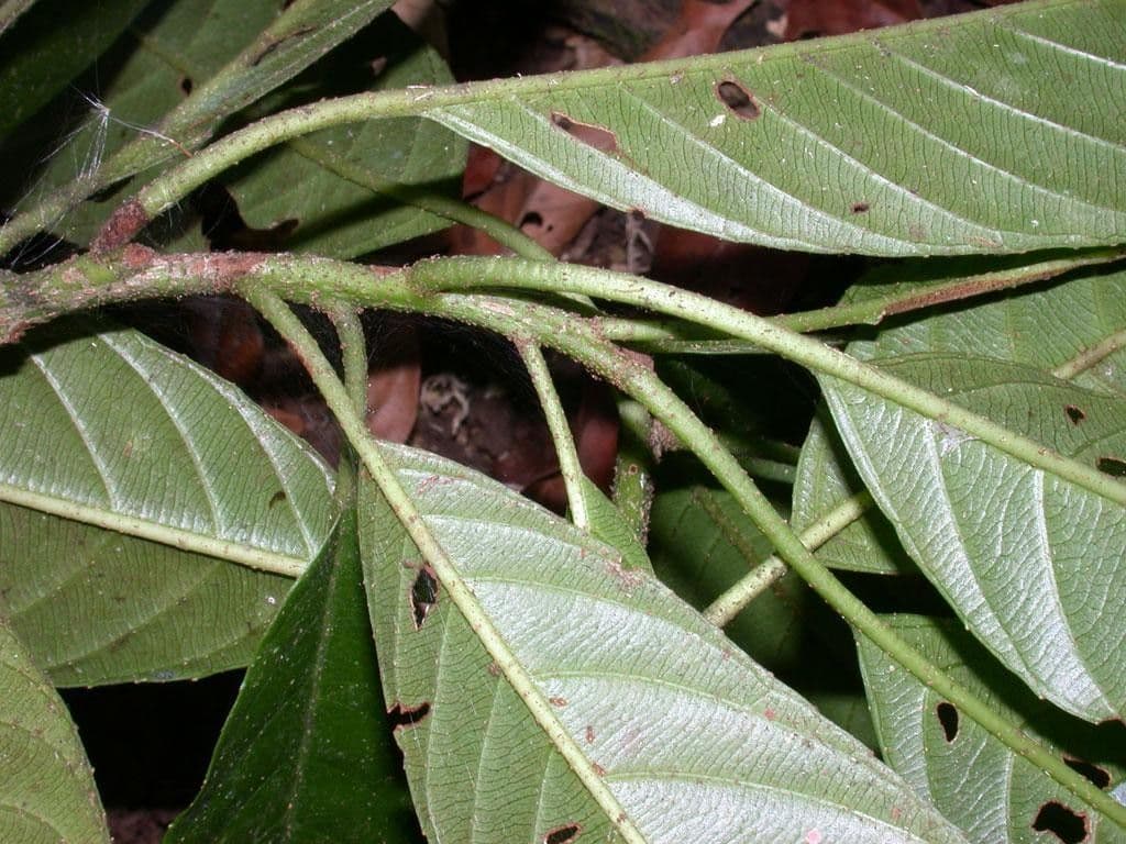 Saurauia 18