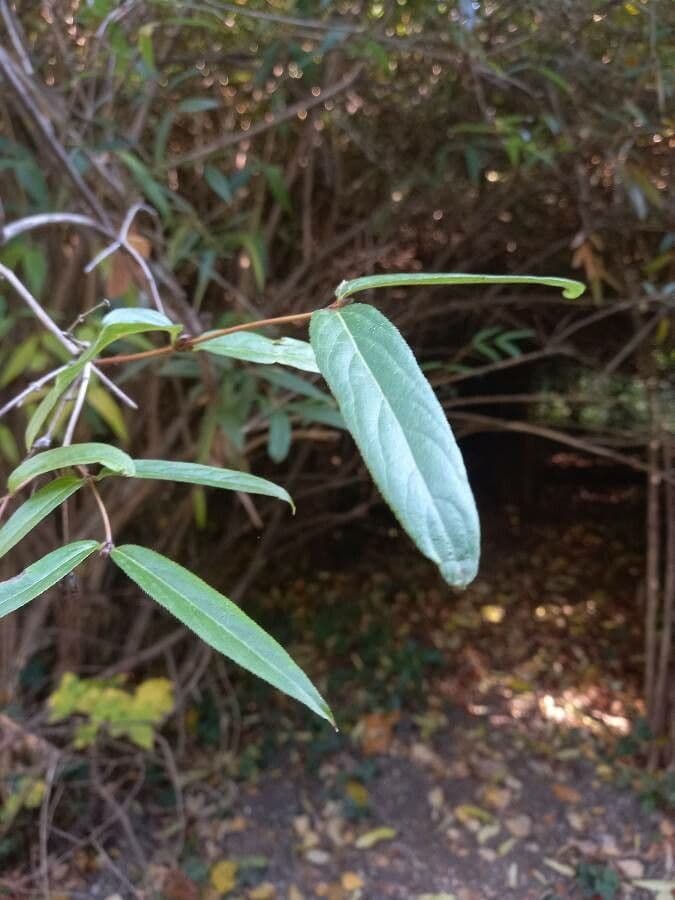 Caprifoglio 6