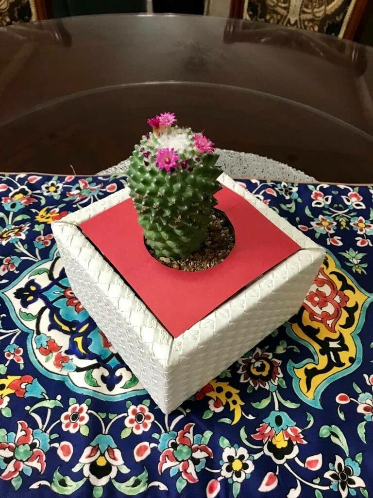 Mammillaria 23