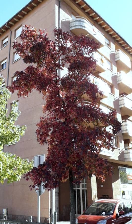 Liquidambar 13
