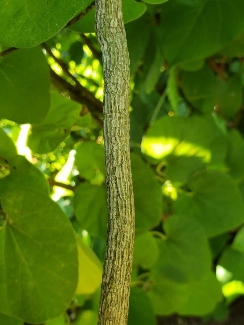 Aristolochia 17