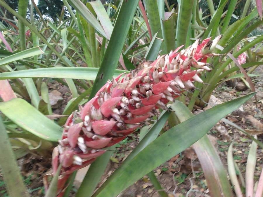 Bromelia 2
