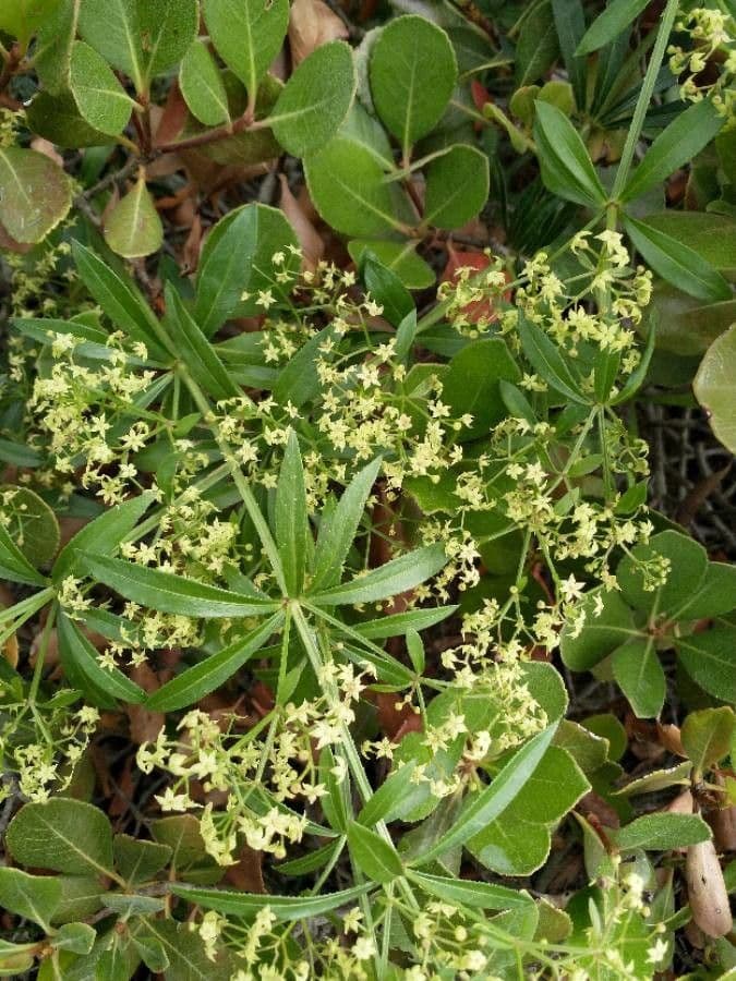 Schlankes Labkraut 18
