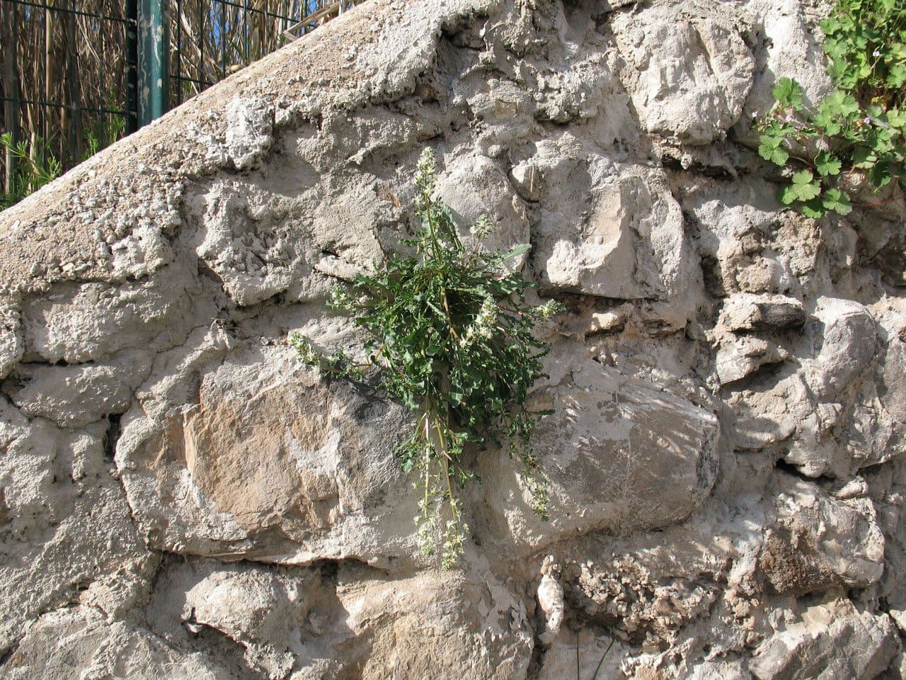 Reseda comune 11