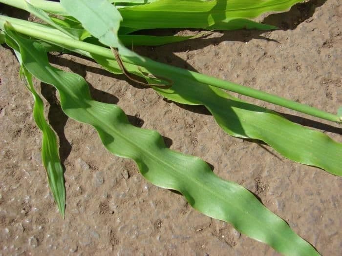 Fransige Paspalum 6
