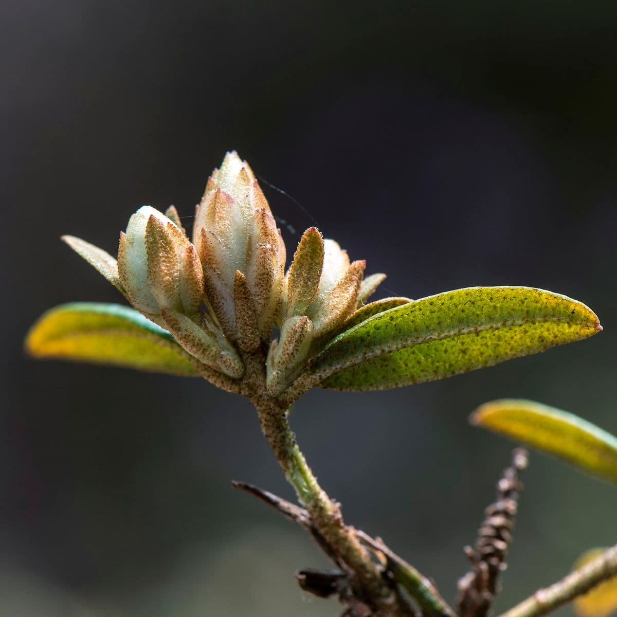 Rododendro 4