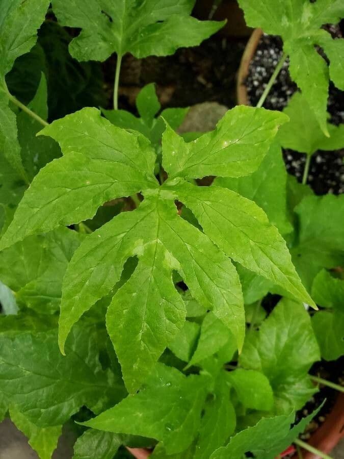 Contrayerba 20
