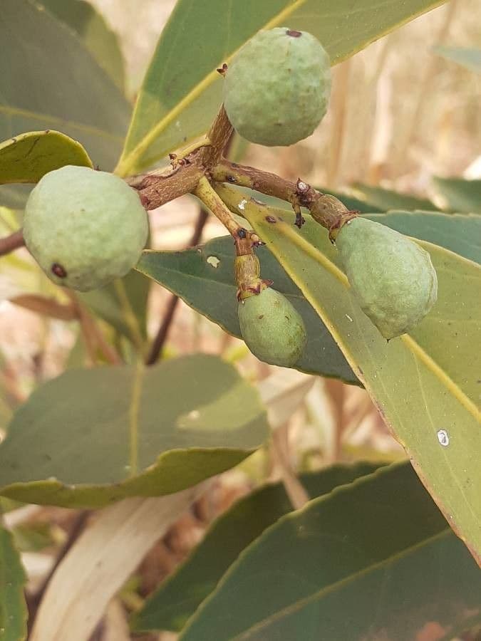 Garcinia brasiliana 2
