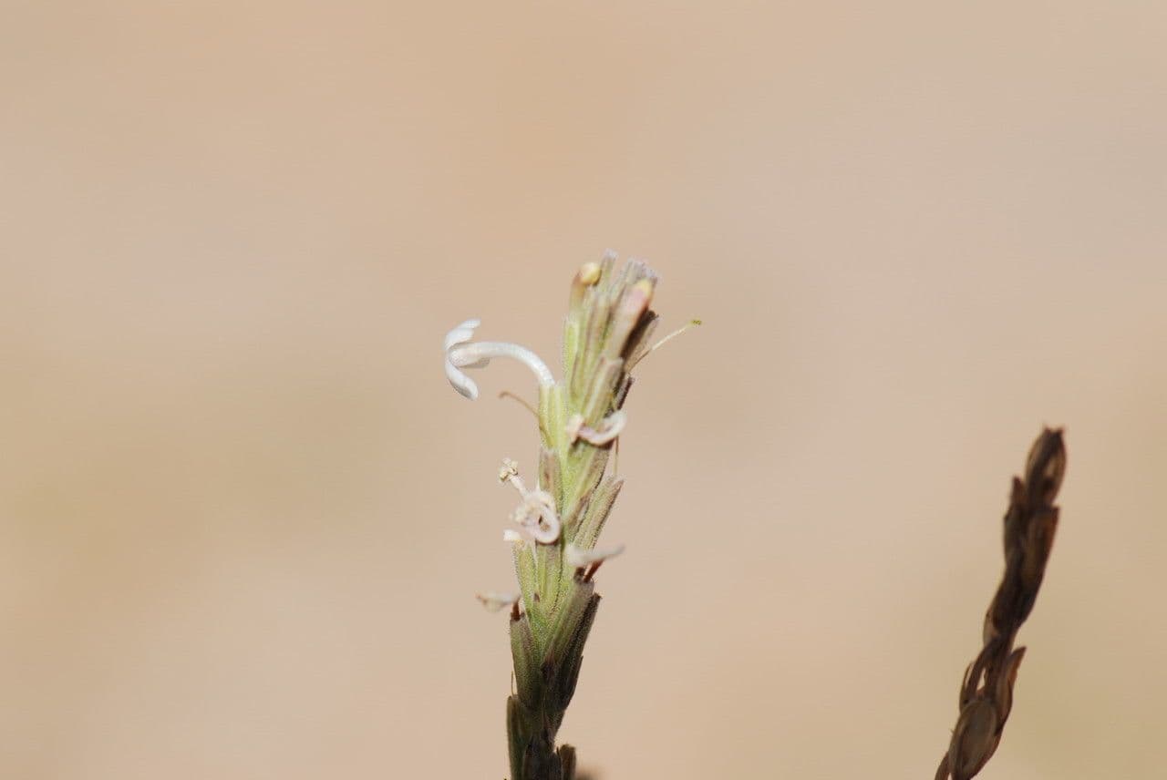 Chasmanthium 4