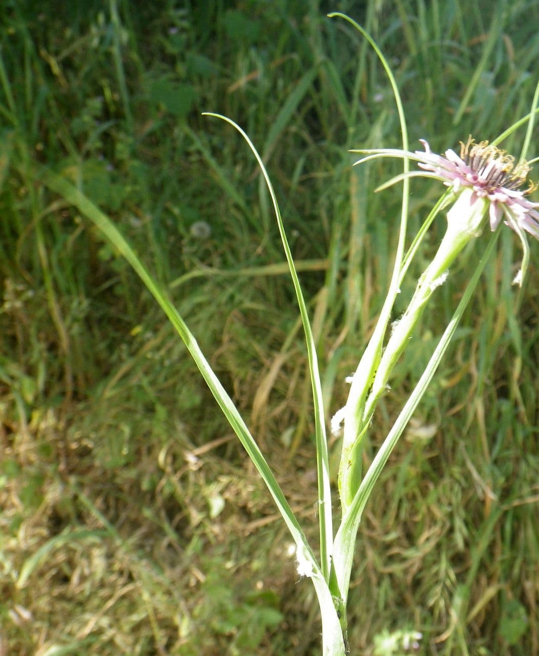 Geropogon hybridus 9