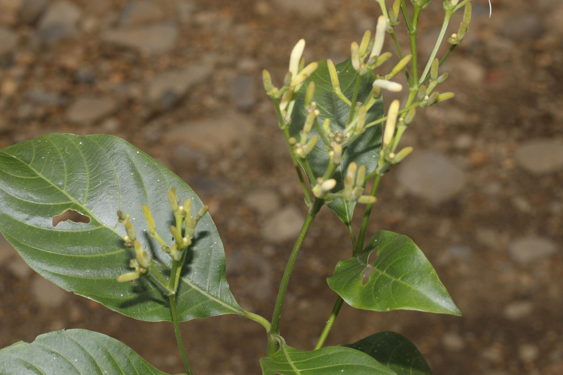 Palicourea 5