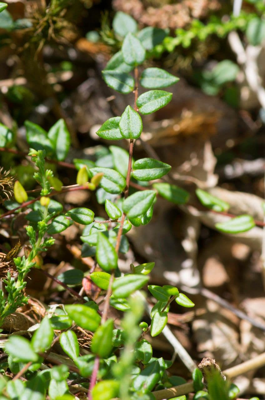 Vaccinium microcarpum 19