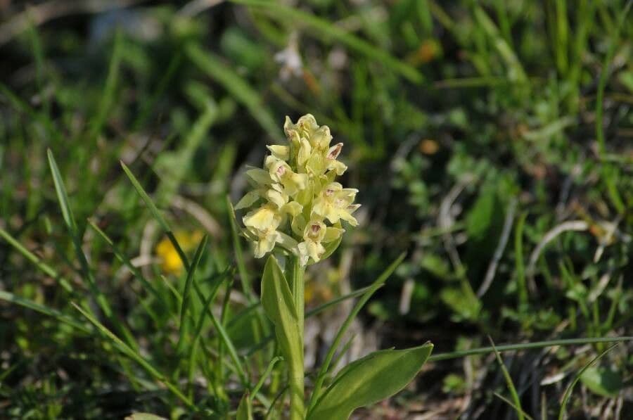 Orchidea sambucina 8
