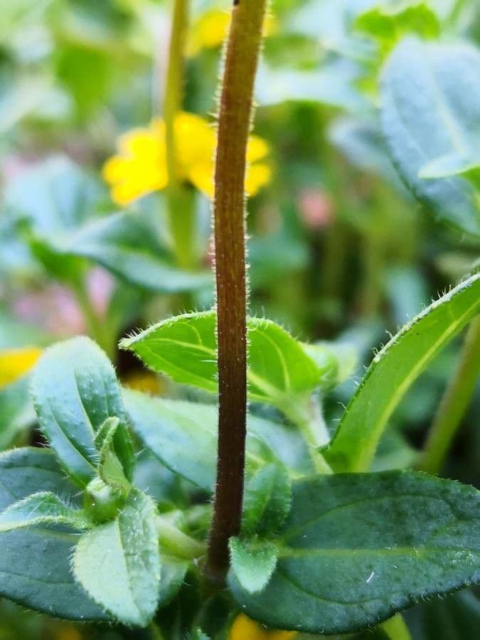 Sanvitalia prostrata 20
