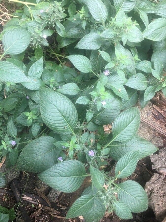 Ruellia