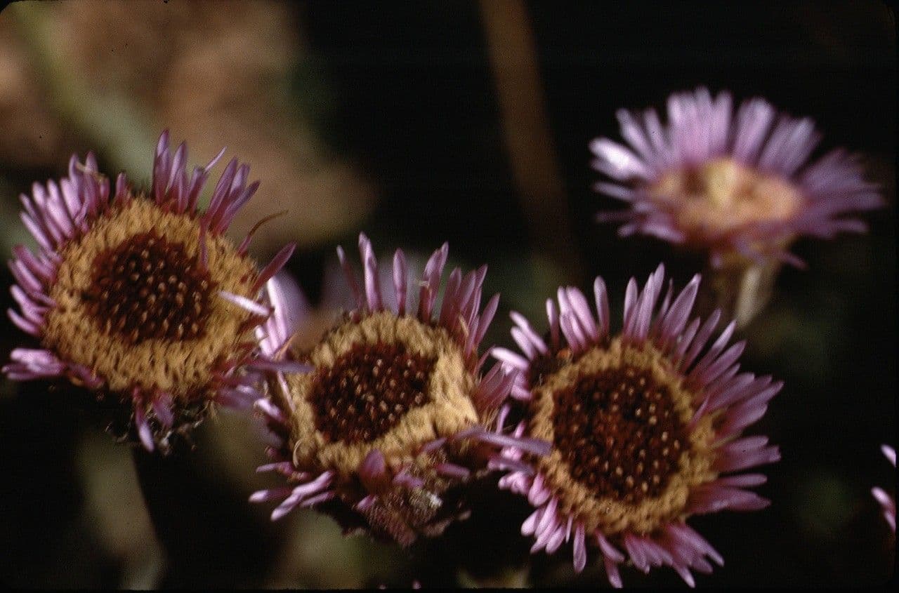 Erigeron 3