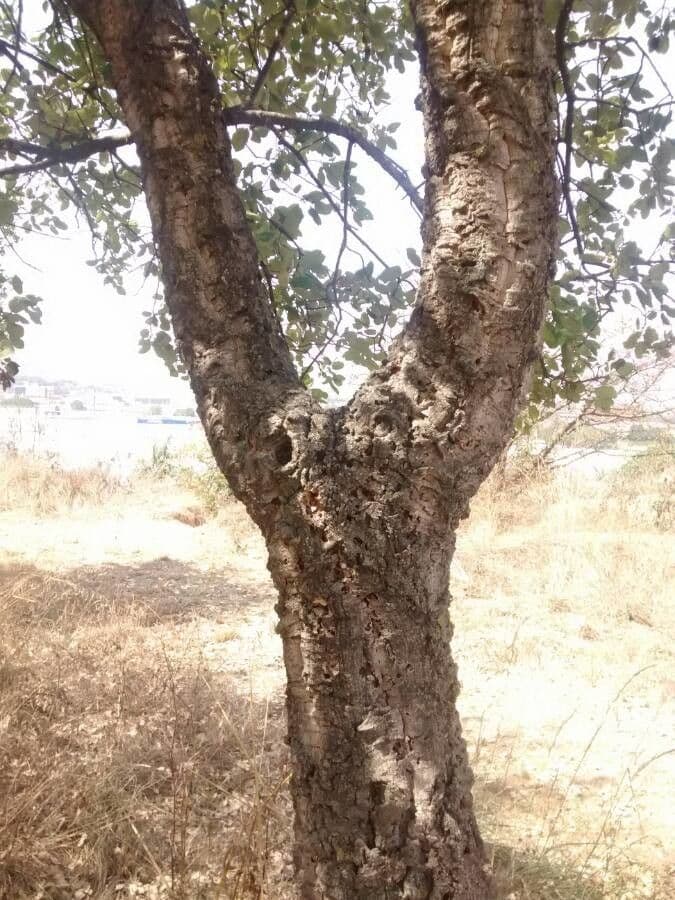 Sughera 21