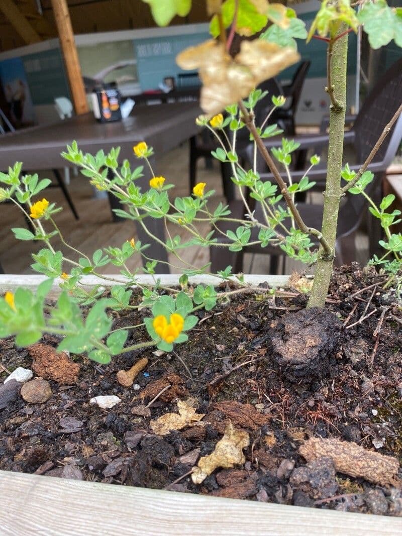Erba medica minima 9