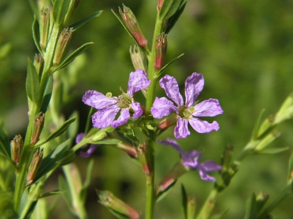 Salcerella lanceololata 4