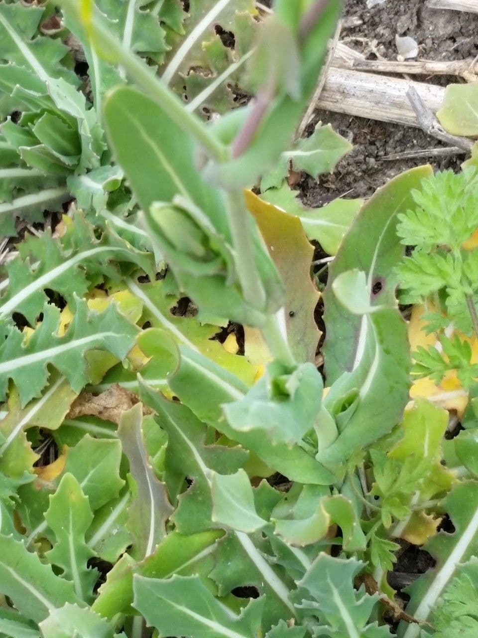 Myagrum perfoliatum 12