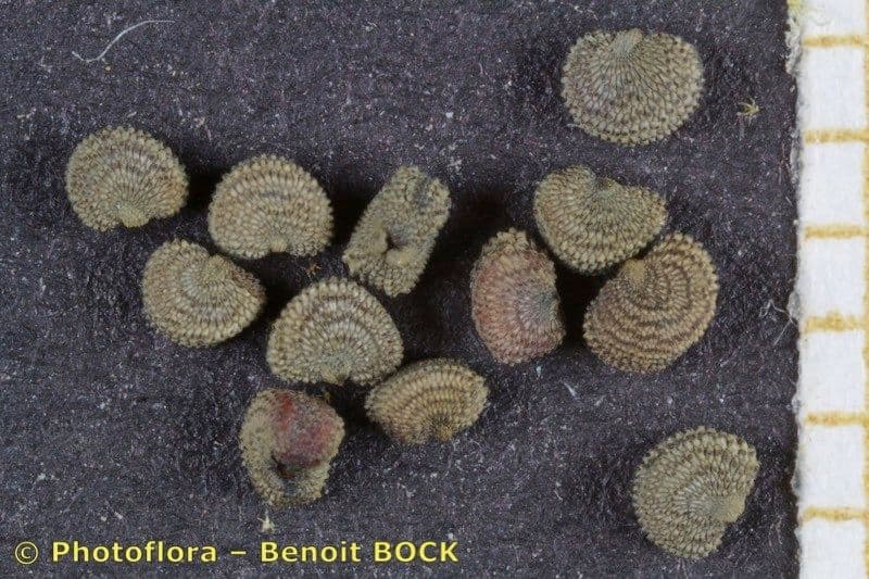 Silene dicotoma 24