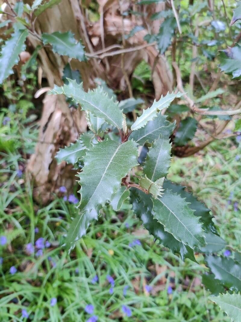 Olearia macrodonta 10