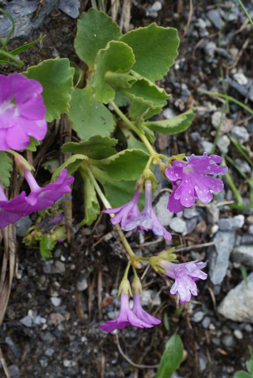 Primula hirsuta 12