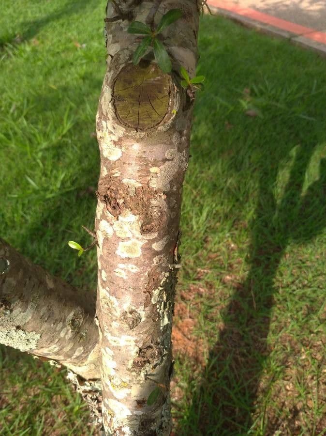 Pyracantha de Koidzumi 22