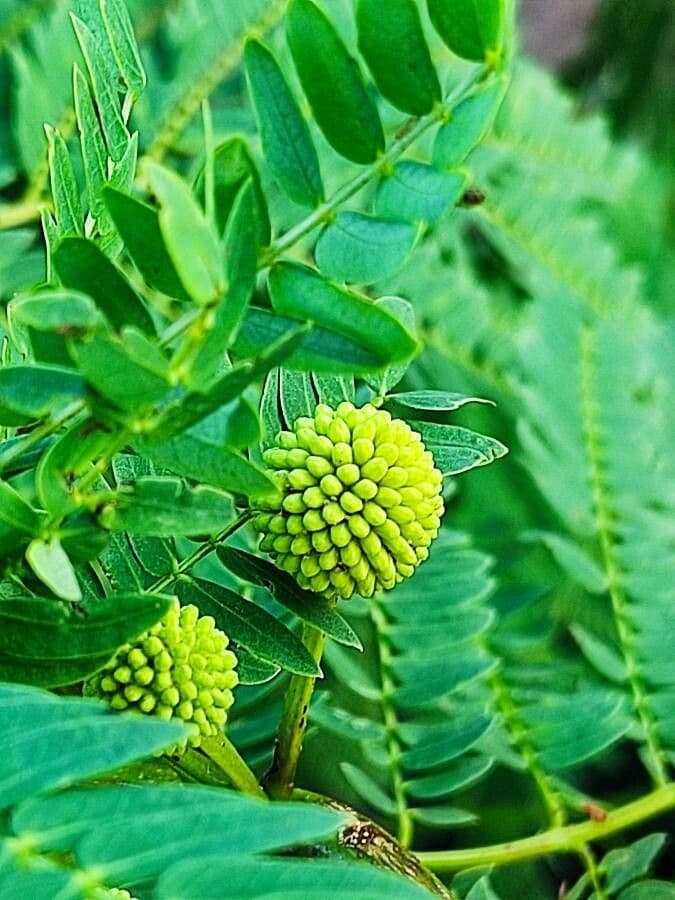 Leucaena 4