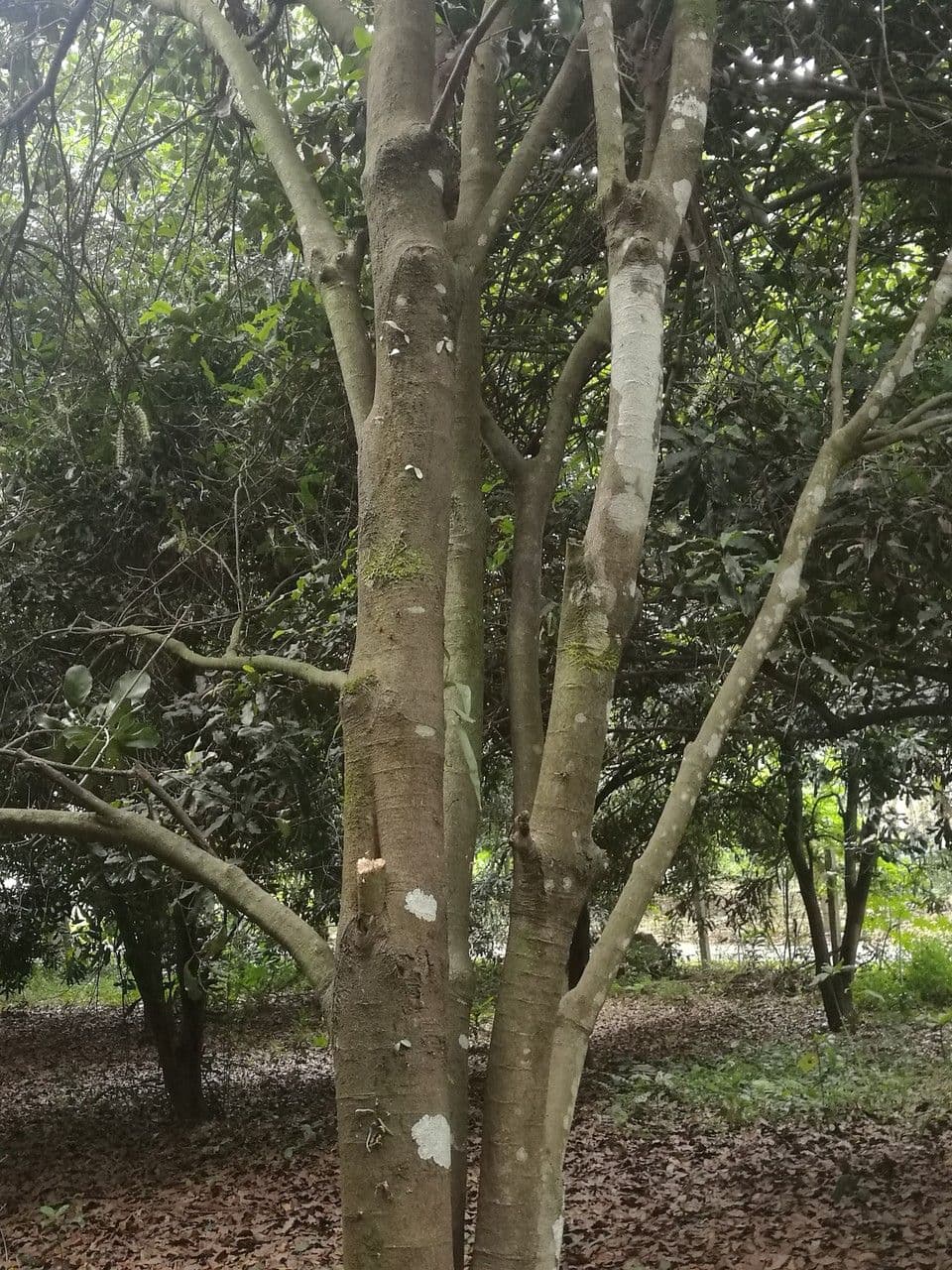 Macadamianuss 17