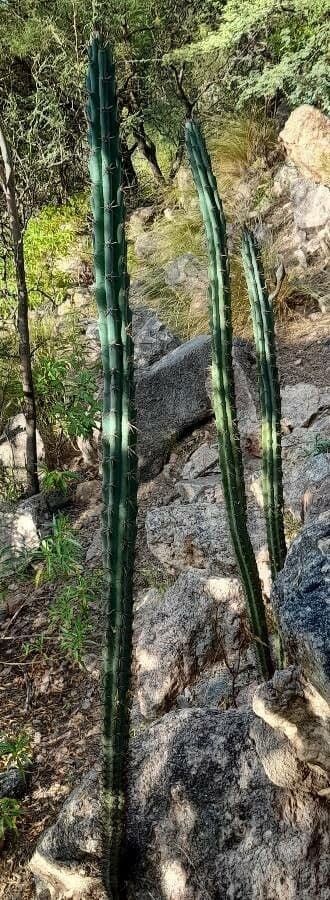 Cereus 8