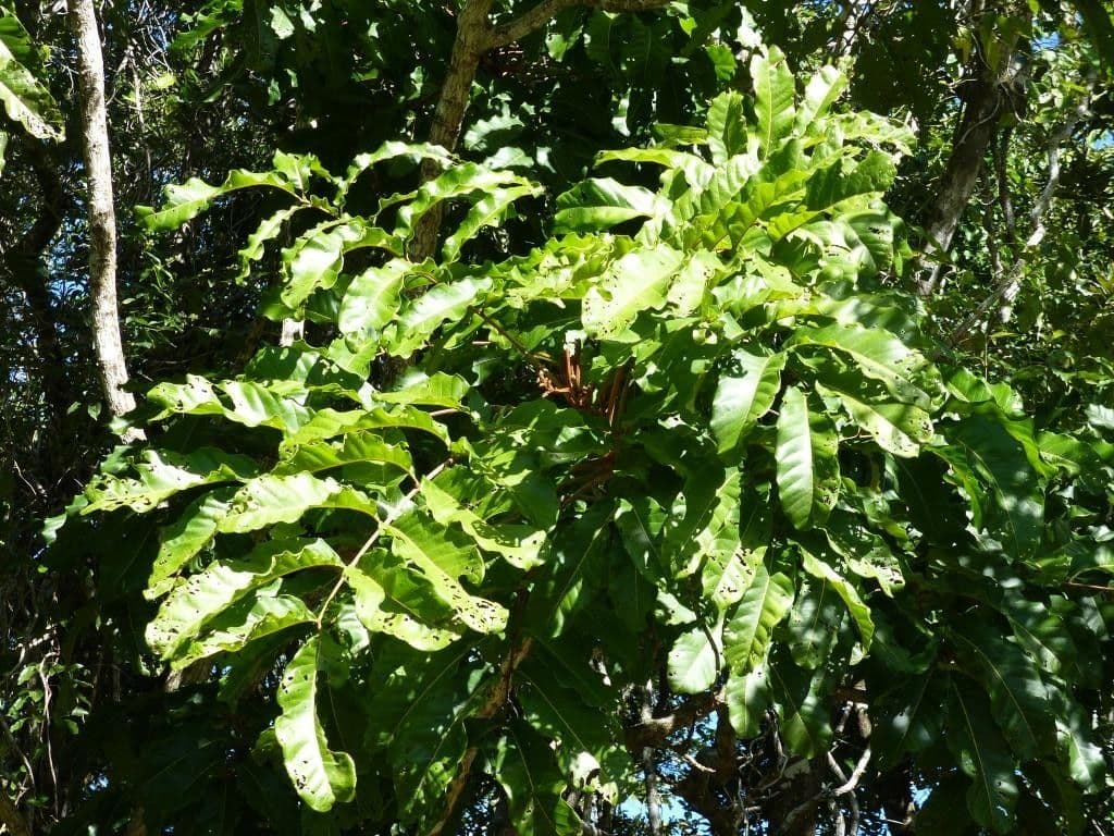 Cupaniopsis 6
