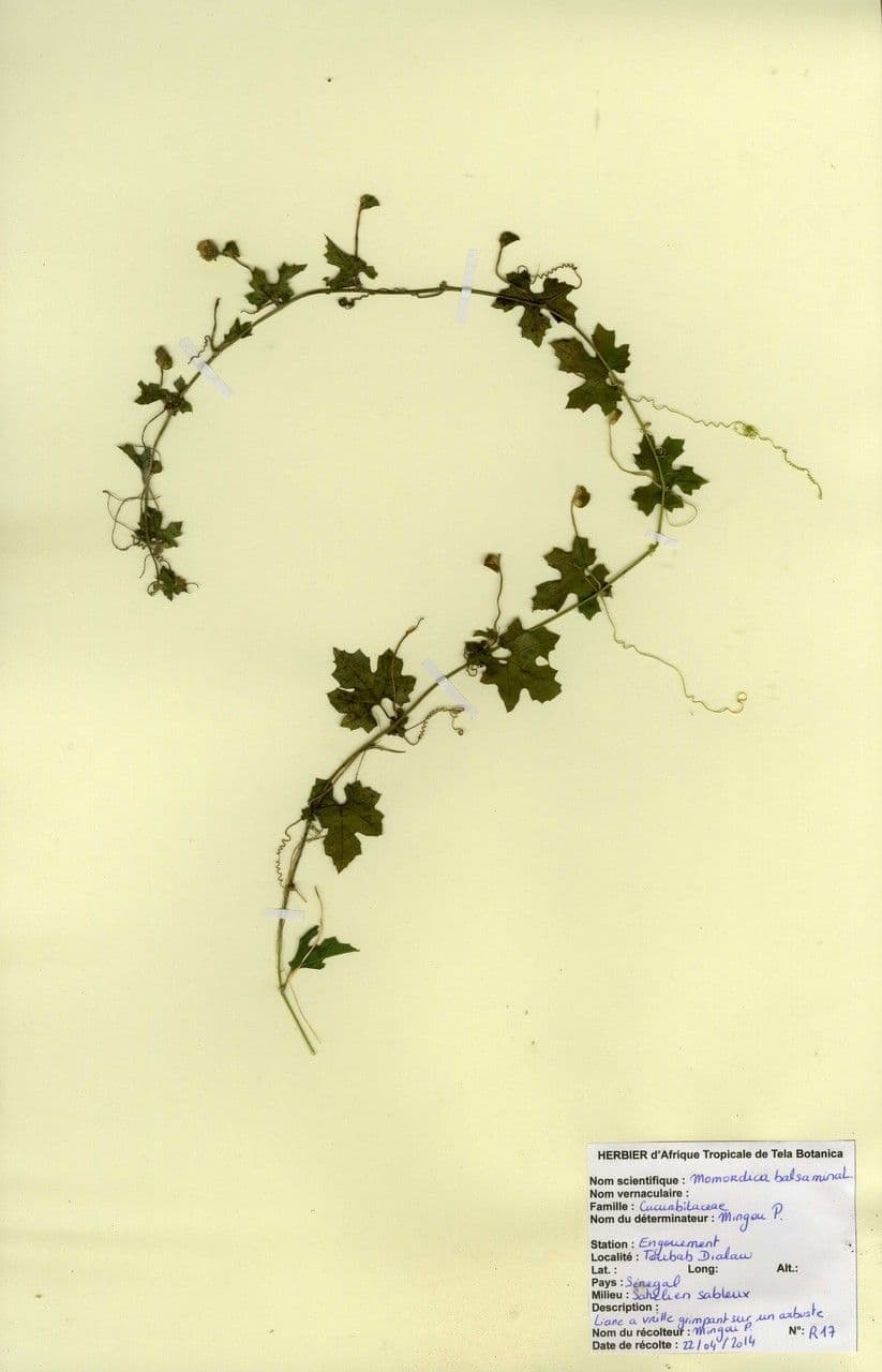 Balsam-Apfel 24