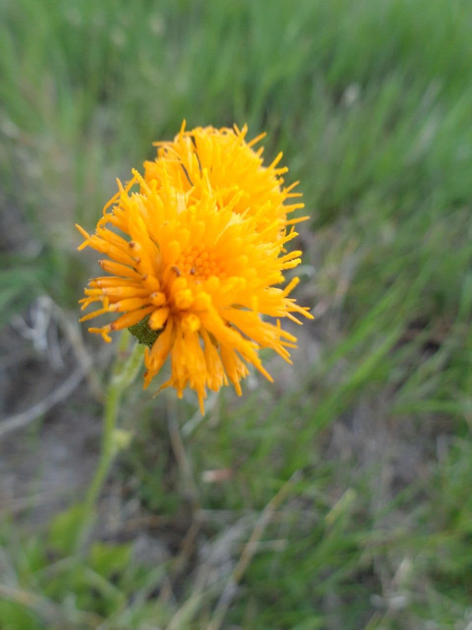 Senecio 2