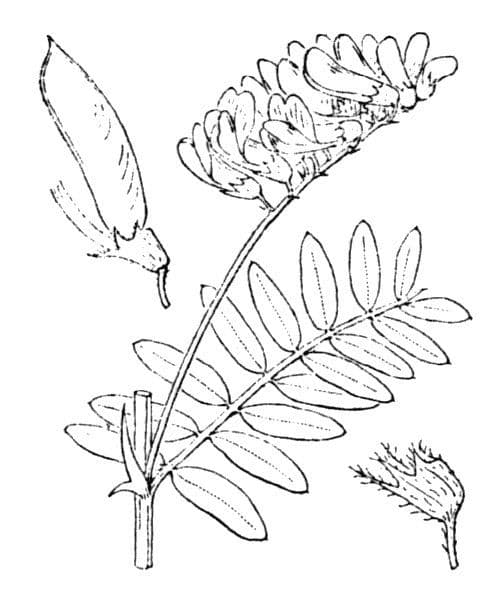 Platterbse 28