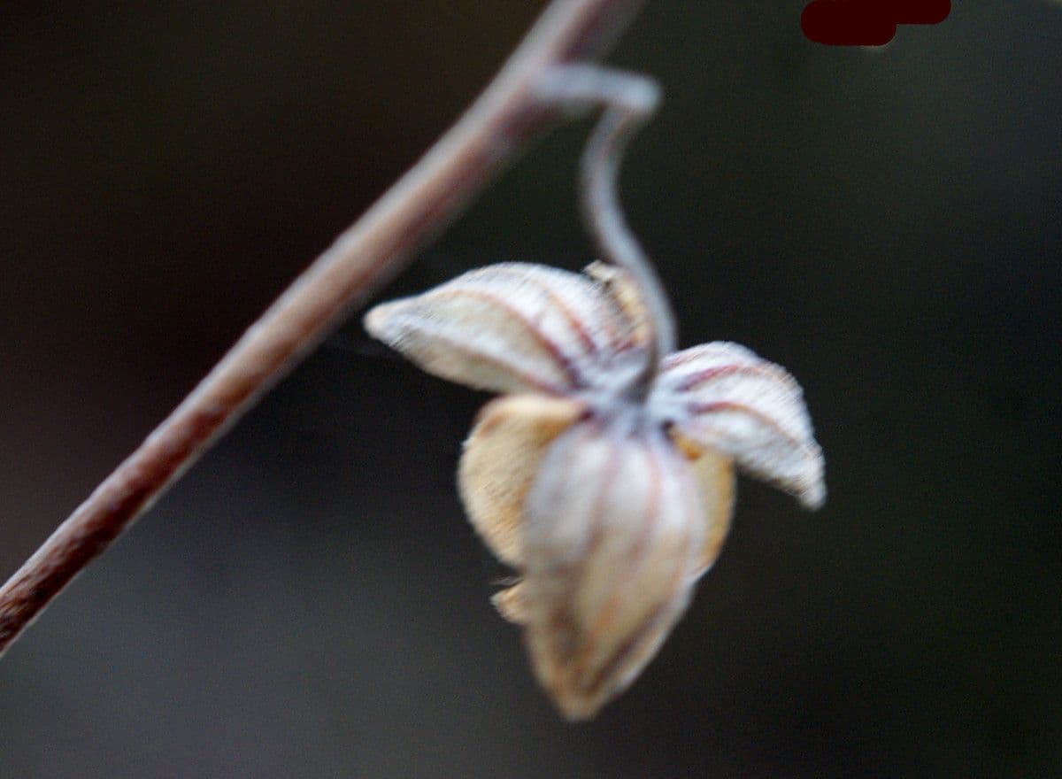 Eliantemo violaceo 4