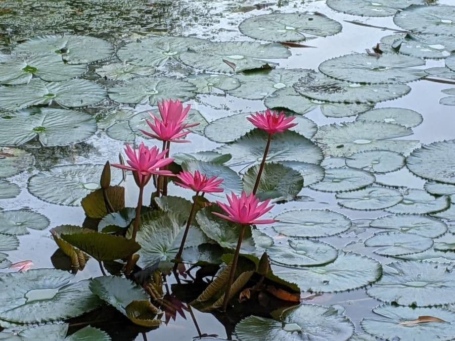 Ninfea pubescens 4