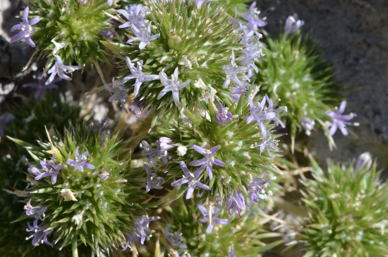 Navarretia 4