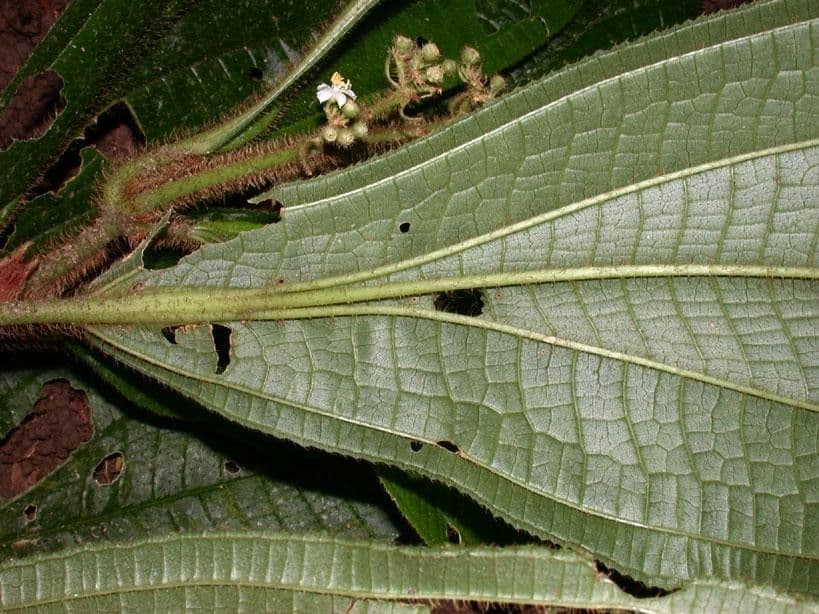 Conostegia 9