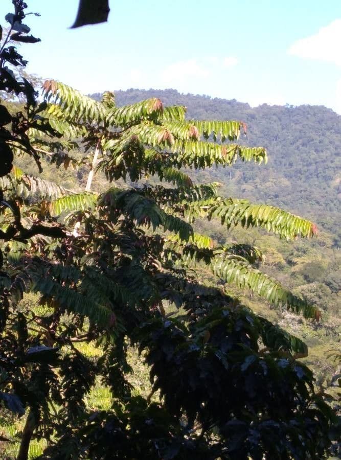 Duabanga 19