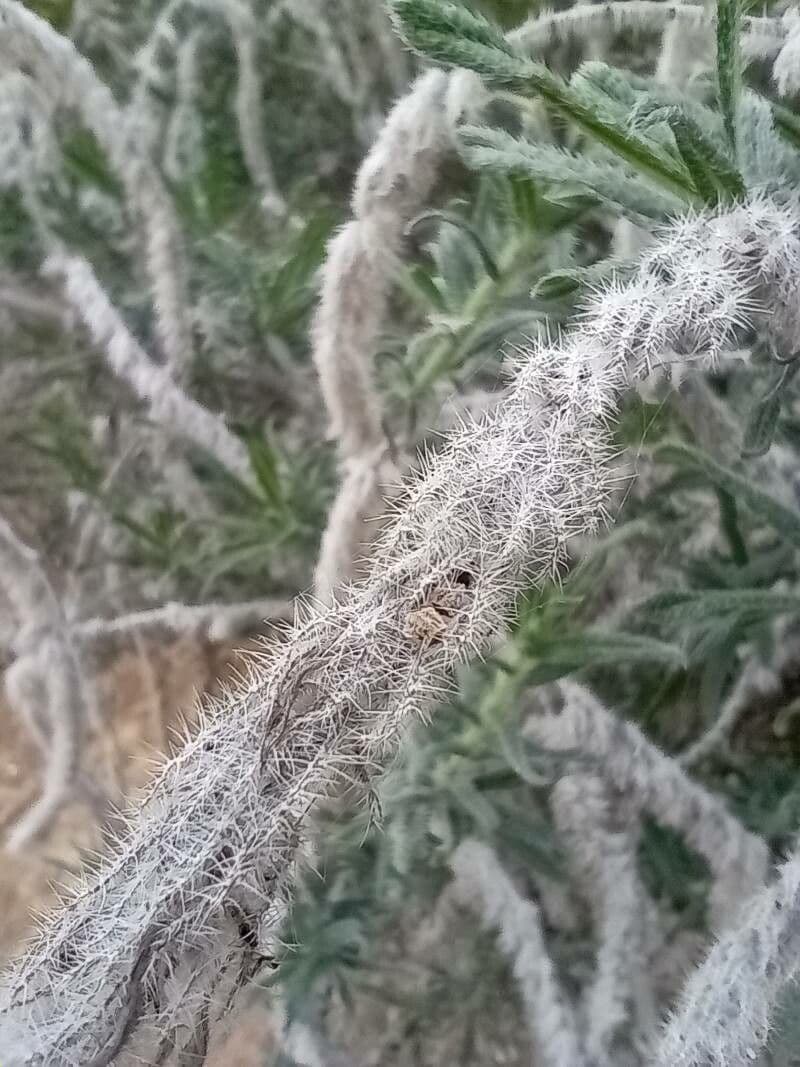 Echium angustifolium